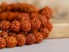 Różaniec #147, nasiona drzewa Rudraksha, 108 koralików