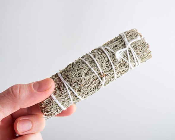 Szałwia kalifornijska błękitna mini, 11 cm