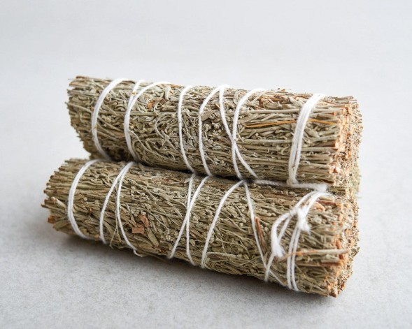 Szałwia kalifornijska błękitna mini, 11 cm