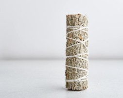 Szałwia kalifornijska błękitna mini, 11 cm