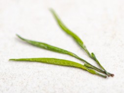 Zhu Ye Qing Bian Gua Zhu, AAA, wiosna 2024