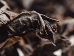 Fo Shou Gao Ho (Dłoń Buddy o silnym ogrzewaniu), АА, 2025