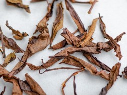 GABA Kwaśniak, АА, Tkibuli, Gruzja, 2024