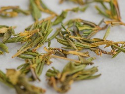 Sagan-Daila letni (Białe Skrzydło Szamana), AAA, 2025