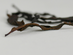 Ciemny Oolong Zemo, AA, Tkibuli, Gruzja, 2025