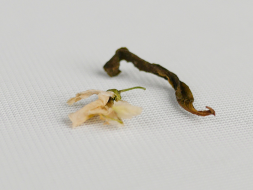 Herbata zielona Akacja, AA, Tkibuli, Gruzja, 2025