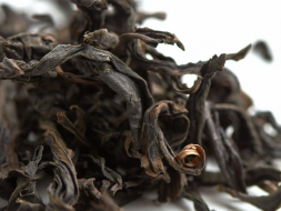 Lao Cong Mei Zhan (Śliwka przepowiedni ze starych krzewów), AAA, 2025