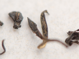 Herbata czerwona Kolor Querti (Złoty pączek) od babci Nargizy, АА, Gruzja, 2025