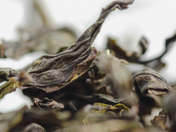 Jin Bien Qi Lan (Cudowna orchidea z wioski Jin Bien), AAA, 2022