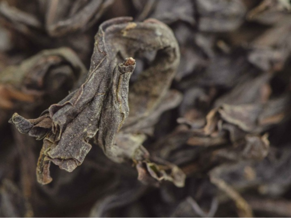 Jin Bien Qi Lan (Cudowna orchidea z wioski Jin Bien), AAA, 2022