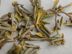 Sagan-Daila zimowy (Białe Skrzydło Szamana), АА, 2024