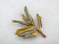 Sagan-Daila zimowy (Białe Skrzydło Szamana), АА, 2024