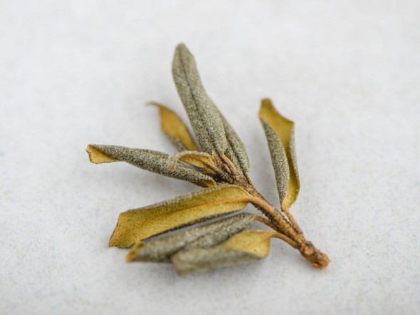 Sagan-Daila zimowy (Białe Skrzydło Szamana), АА, 2024