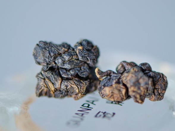 GABA Ganzai, AAA, 2025