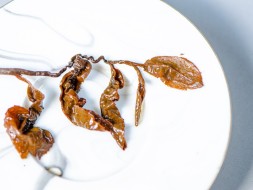 GABA Ganzai, AAA, 2025