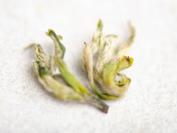 Mi Ya Suzhou Bi Luo Chun, AAA, wiosna 2025