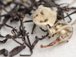 Czerwona herbata z pigwą, Gruzja, AA, 2025