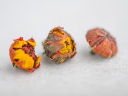 Gao Shan Ju Xue (Kwiaty chryzantemy), 2024