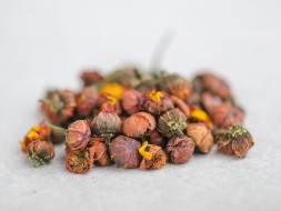 Gao Shan Ju Xue (Kwiaty chryzantemy), 2024