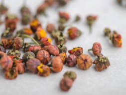 Gao Shan Ju Xue (Kwiaty chryzantemy), 2024