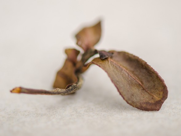 Gu Shu Bai Cha Dziki biały (z 500-letnich drzew), ААА, 2024