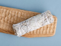 Szałwia kalifornijska biała mini, 11 cm