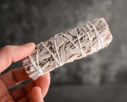 Szałwia kalifornijska biała mini, 11 cm