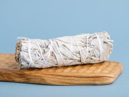 Szałwia kalifornijska biała mini, 11 cm