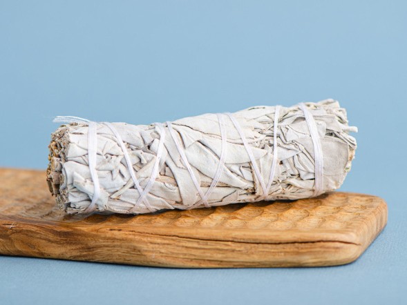 Szałwia kalifornijska biała mini, 11 cm