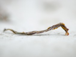 Herbata zielona Ratna, A, Gruzja, 2024