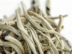 Gu Shu Bai Ya (Białe pączki ze starożytnych drzew), AA, 2024 