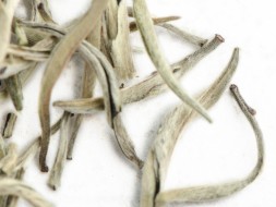 Gu Shu Bai Ya (Białe pączki ze starożytnych drzew), AA, 2024 