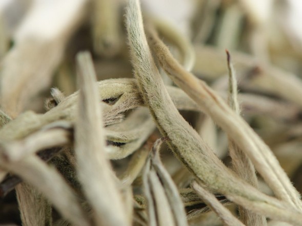 Gu Shu Bai Ya (Białe pączki ze starożytnych drzew), AA, 2024 