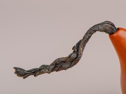 Dian Hong Kao Xiang, A, 2024