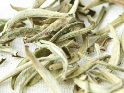 Bai Jian Gu Shu (Białe ostrza ze starych drzew), AA, 2024