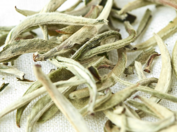 Bai Jian Gu Shu (Białe ostrza ze starych drzew), AA, 2024