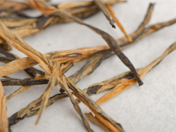 Dian Hong Song Zhen, AA, 2024