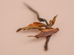 GABA Dong Fan Mei Zhen Hong Cha, AAA, 2025