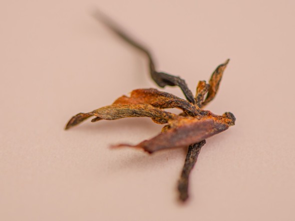 GABA Dong Fan Mei Zhen Hong Cha, AAA, 2025