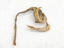 Sheng Pu Erh Suhu Organic, AAA, 2023