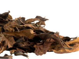 Ekskluzywna holenderska biała herbata, ААА, 2021