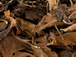 Ekskluzywna holenderska biała herbata, ААА, 2021