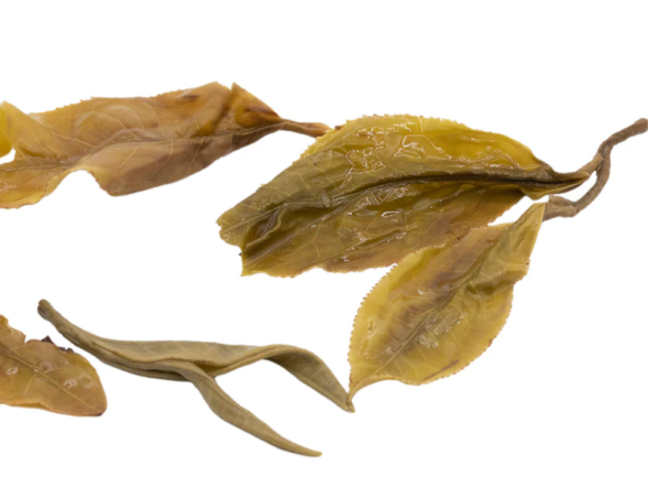 Sheng Pu Erh wietnamski ze starożytnych drzew herbacianych, AA, 2024