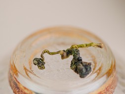 GABA Lishan Dzika orchidea, ААА, 2025