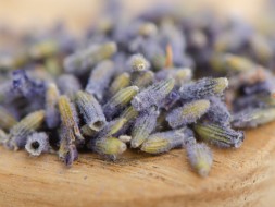 Kwiaty lawendy, AAA, 2024