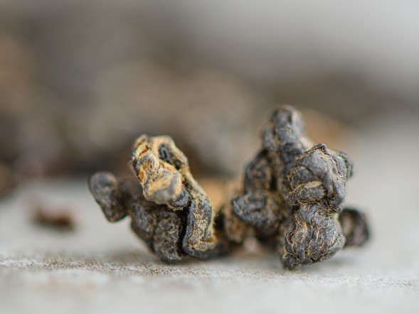 GABA Atomic Peach Edition, AAA, 2025