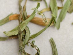 Liście estragonu, 2024