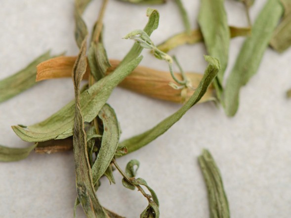 Liście estragonu, 2024