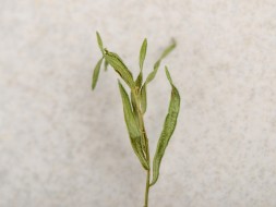 Liście estragonu, 2024