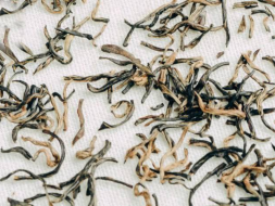 Hei Zhen Zhu, AAA, 2025